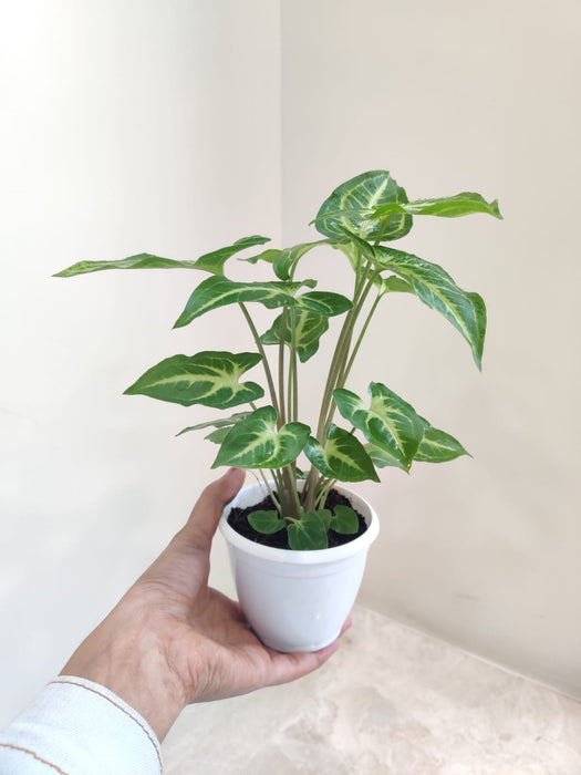 Top view of Syngonium Green Gold Plant showcasing leaf patterns