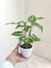 Top view of Syngonium Green Gold Plant showcasing leaf patterns