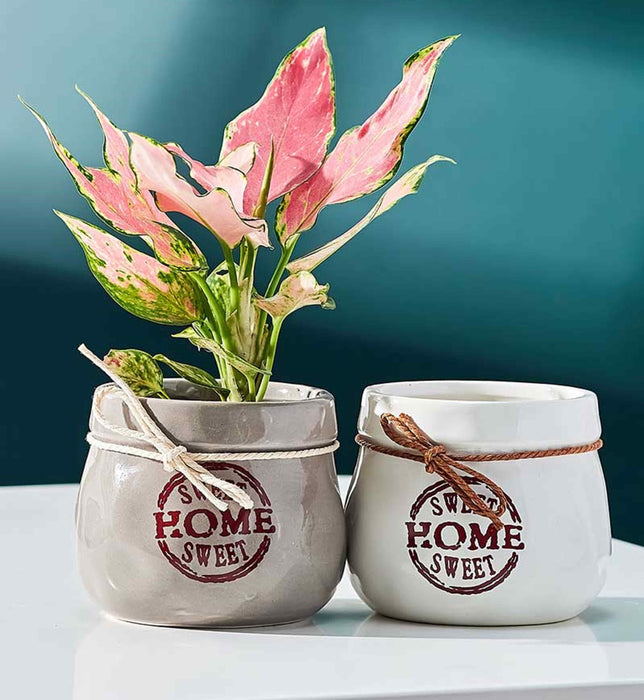 Small round ceramic planters with text