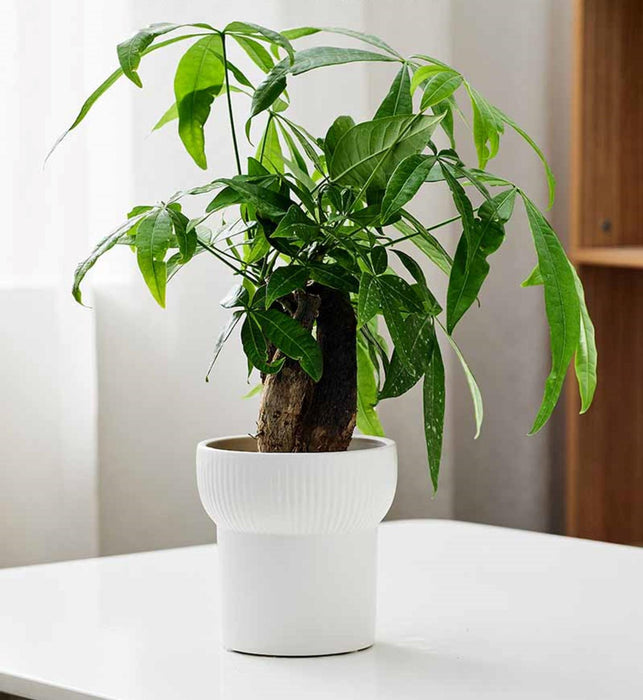 White ceramic planter with ribbed upper design