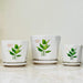 White ceramic pots with green leaf design and matching saucers