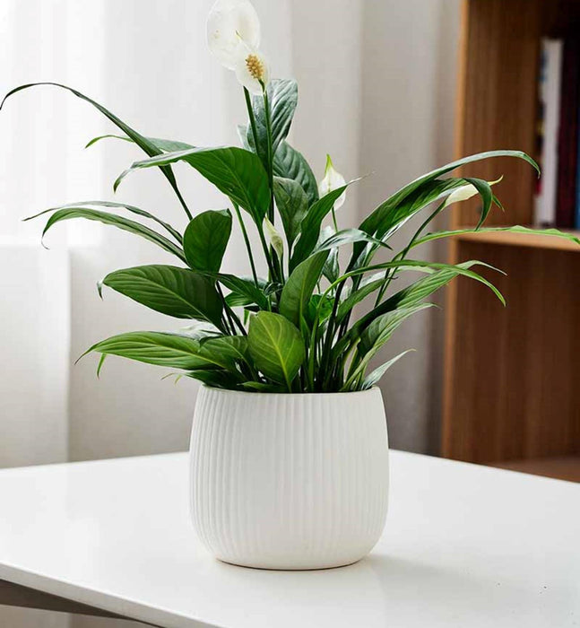 Elegant white ceramic planter for indoor plants