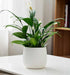 Elegant white ceramic planter for indoor plants