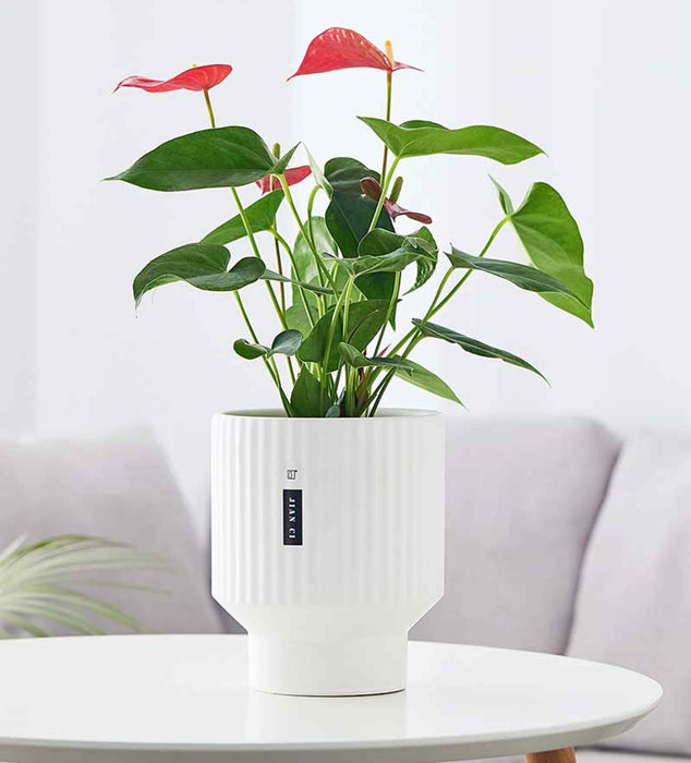 Chic white ceramic pot on a tabletop with indoor plant
