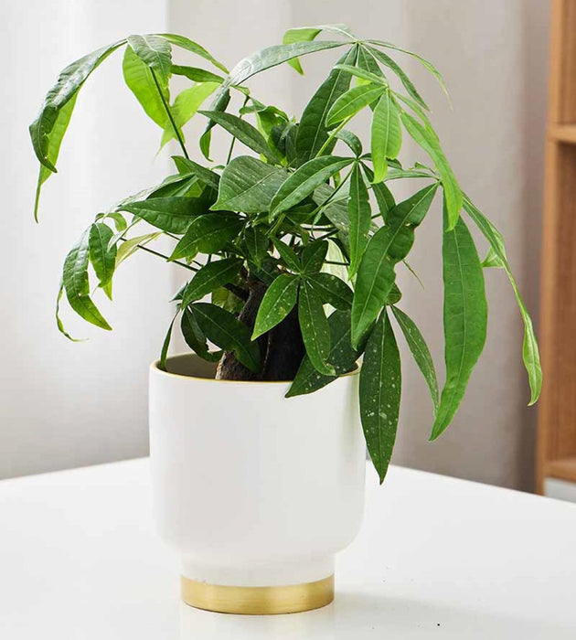 Luxe White Ceramic Planter with Gold Base