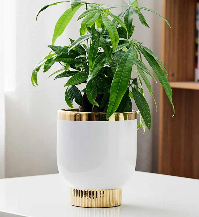 Modern white and gold flower pot