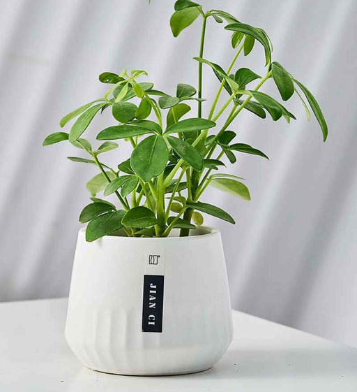 ivory-ceramic-pot-indoor-plants