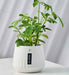 ivory-ceramic-pot-indoor-plants