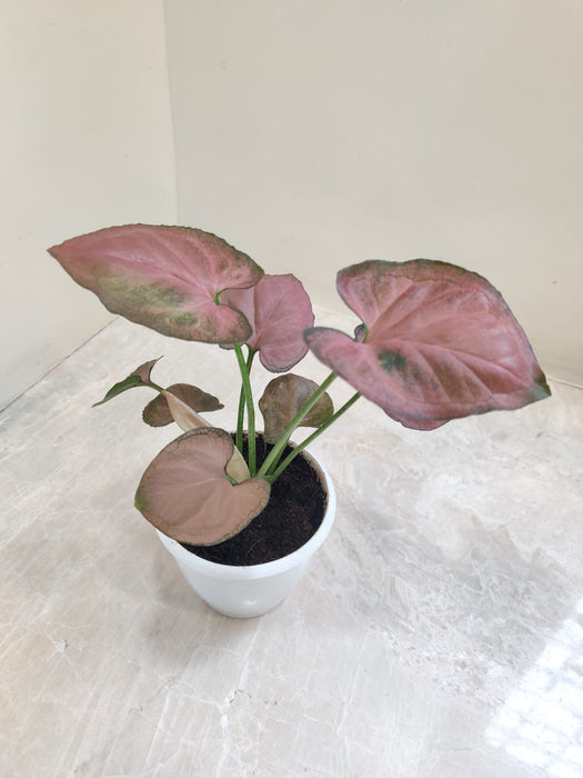 Home and Office Décor Plant
