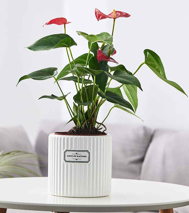 Modern tabletop planter in white ceramic