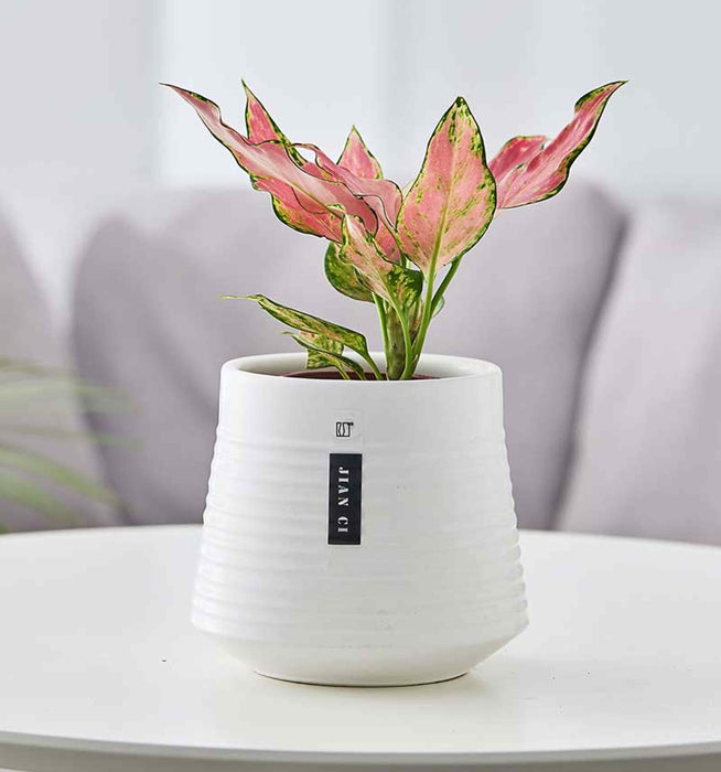 White ribbed ceramic planter for indoor plants