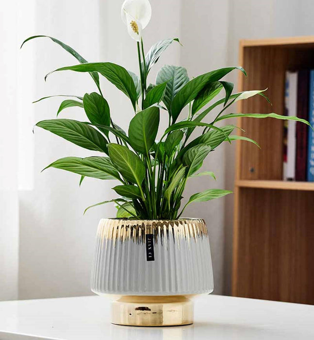 White Ribbed Ceramic Pot for Office and Home Decor