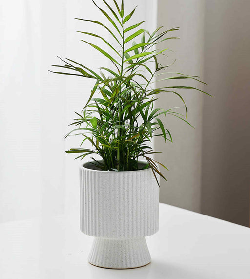 White Spike ceramic planter with ribbed texture