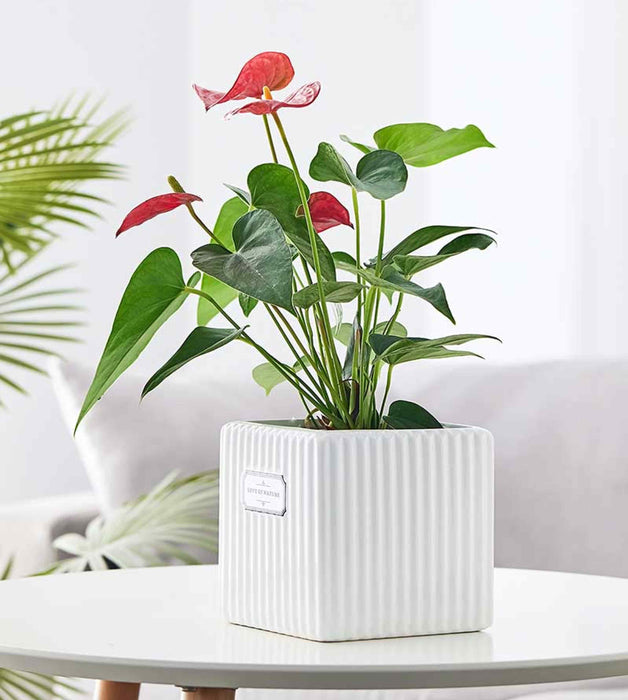 Modern square tabletop planter in white ceramic