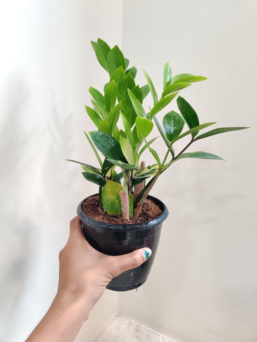 Compact Zamia Variegata plant perfect for desks and tabletops