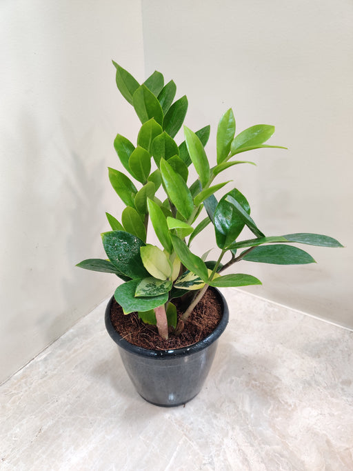 Indoor Zamia Variegata plant