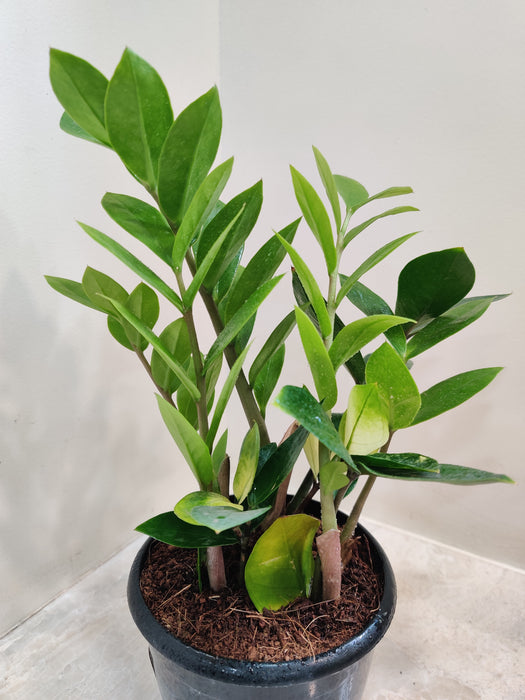 Zamia Variegated Plant