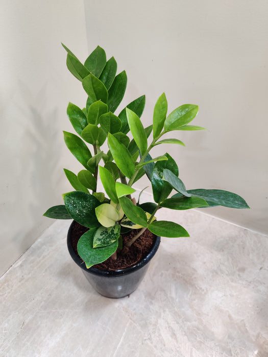 Low-maintenance Zamia Variegata plant with beautiful foliage