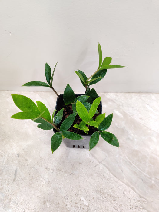 Zamicro Plant – Perfect Indoor Greenery for Small Spaces