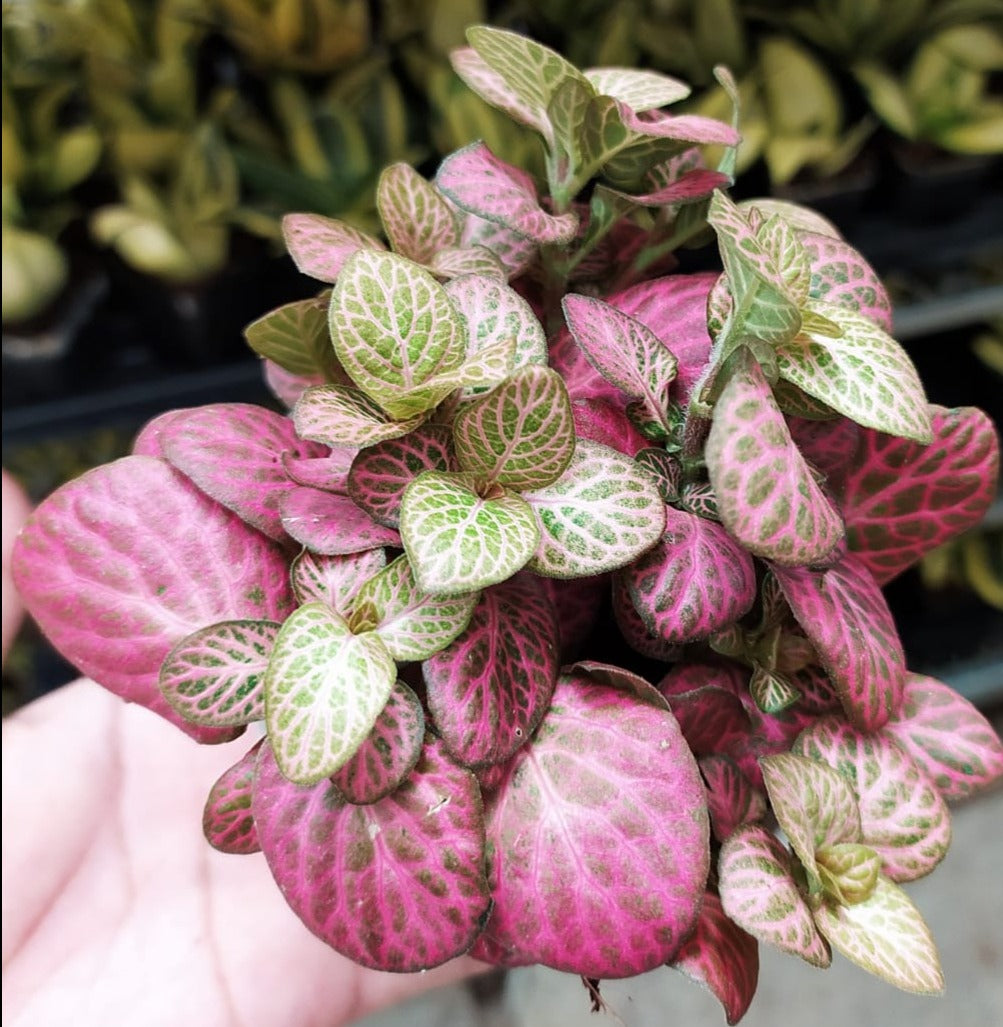 Fittonia 'Jungle Flame' Red-Pink Plant | Buy Plants Online in India ...