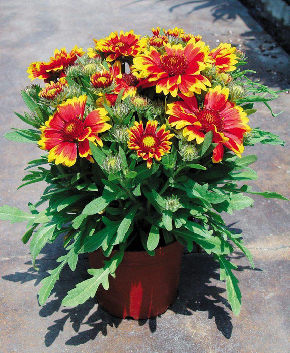 Gaillardia Arizona Sun Flower Seeds - CGASPL