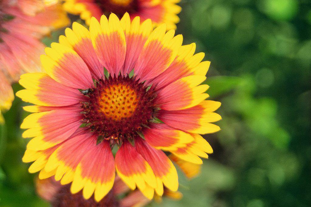 Gaillardia Arizona Sun Flower Seeds - CGASPL