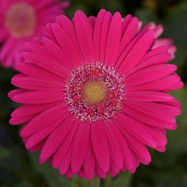 Gerbera Mega Revolution Deep Rose Light Eye Flower Seeds| By Online ...