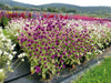 Gomphrena Buddy Mix Flower Seeds - CGASPL