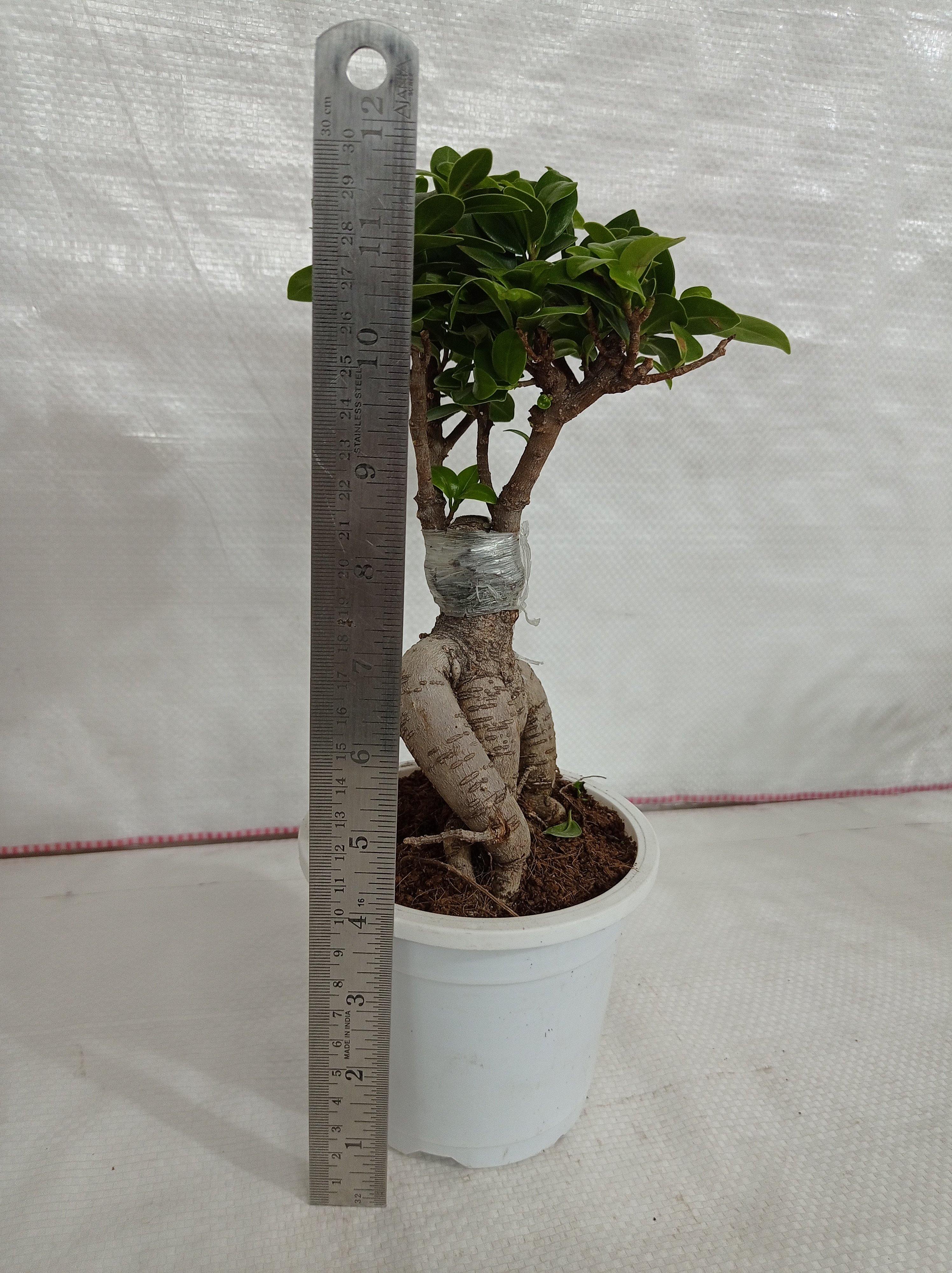 Ficus ginseng microcarpa Bonsai - Vaso 16 cm, h 40 cm 