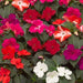 Impatiens Imara XDR Mix Flower Seeds - ChhajedGarden.com