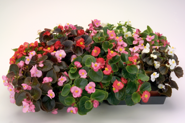 Begonia Semperflorens Nightsprint Mix Flower Seeds - CGASPL