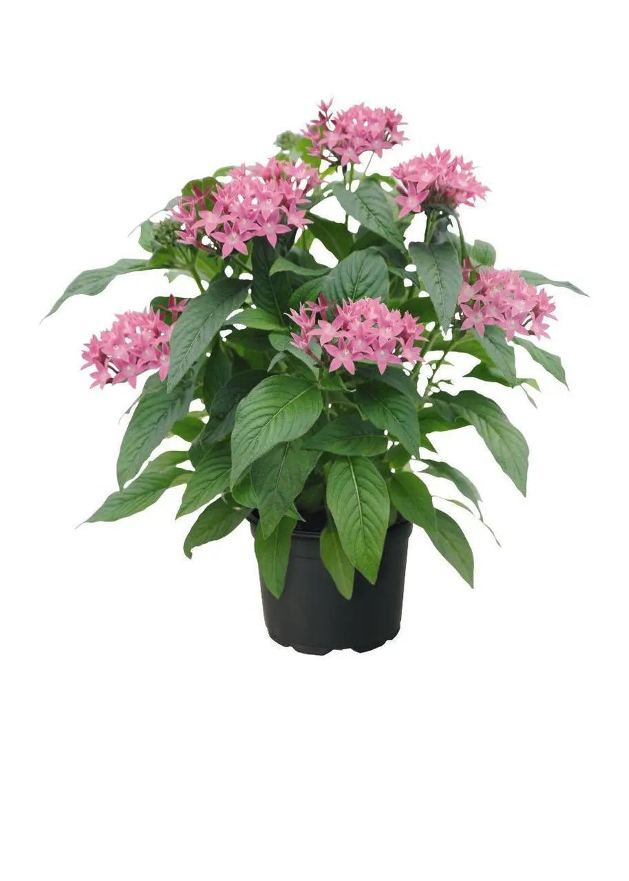 Pentas Graffiti 20/20 Lavender Pink Flower Seeds – ChhajedGarden.com