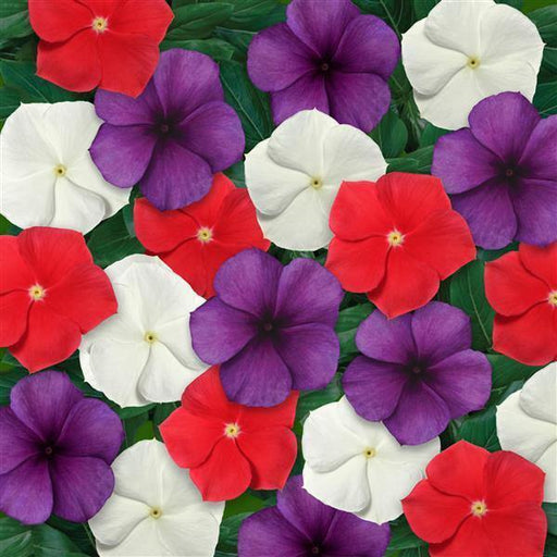 Vinca Tattoo Mix American Pie Flower Seeds - CGASPL