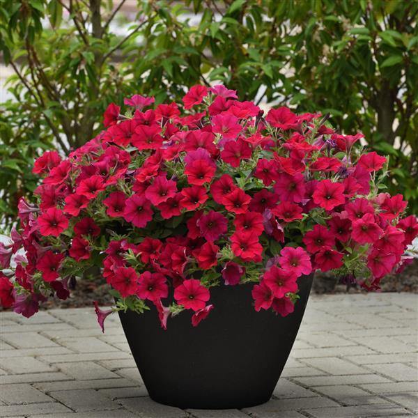 Petunia F1 Spreading Wave Carmine Velour Flower Seeds - CGASPL