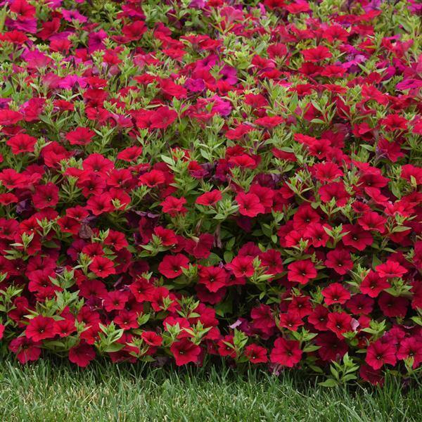 Petunia F1 Spreading Wave Carmine Velour Flower Seeds - CGASPL