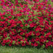 Petunia F1 Spreading Wave Carmine Velour Flower Seeds - CGASPL