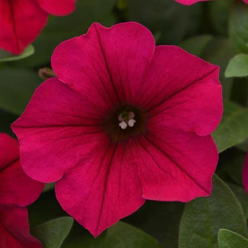 Petunia F1 Spreading Wave Carmine Velour Flower Seeds - CGASPL