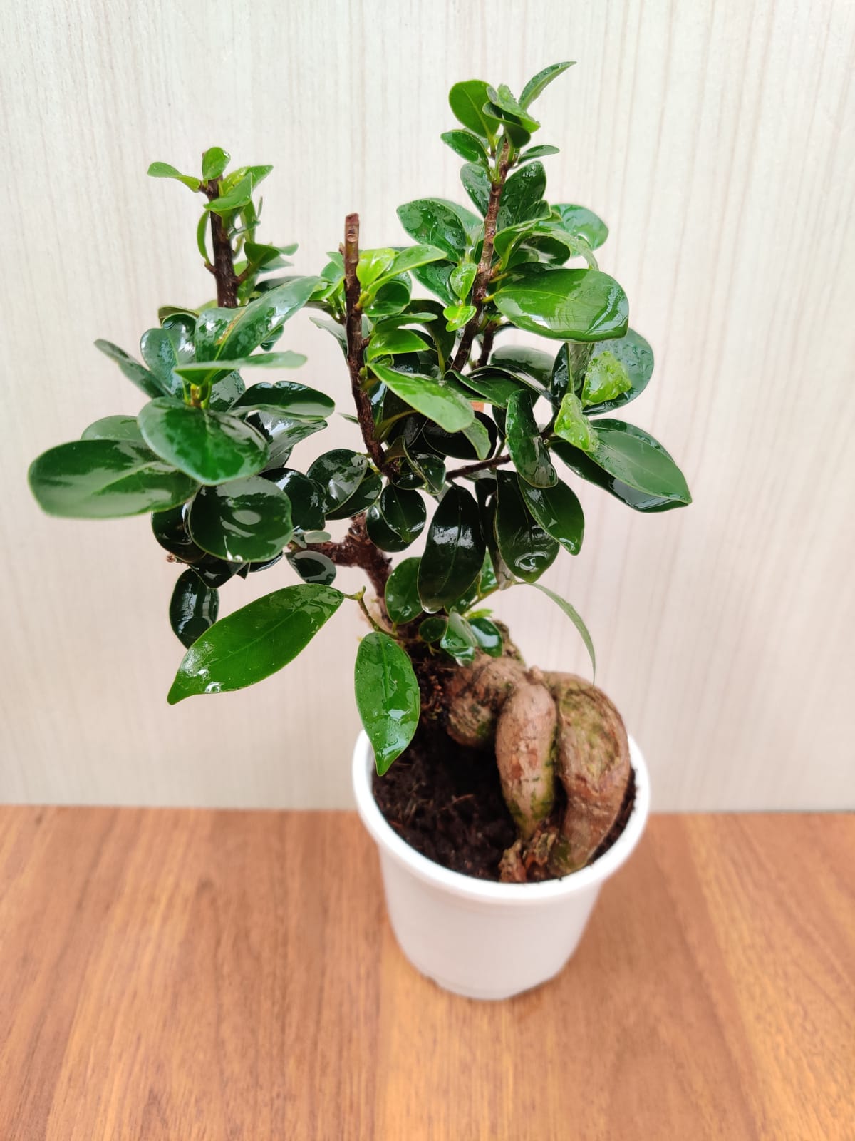 Ficus ginseng microcarpa Bonsai - Vaso 16 cm, h 40 cm 