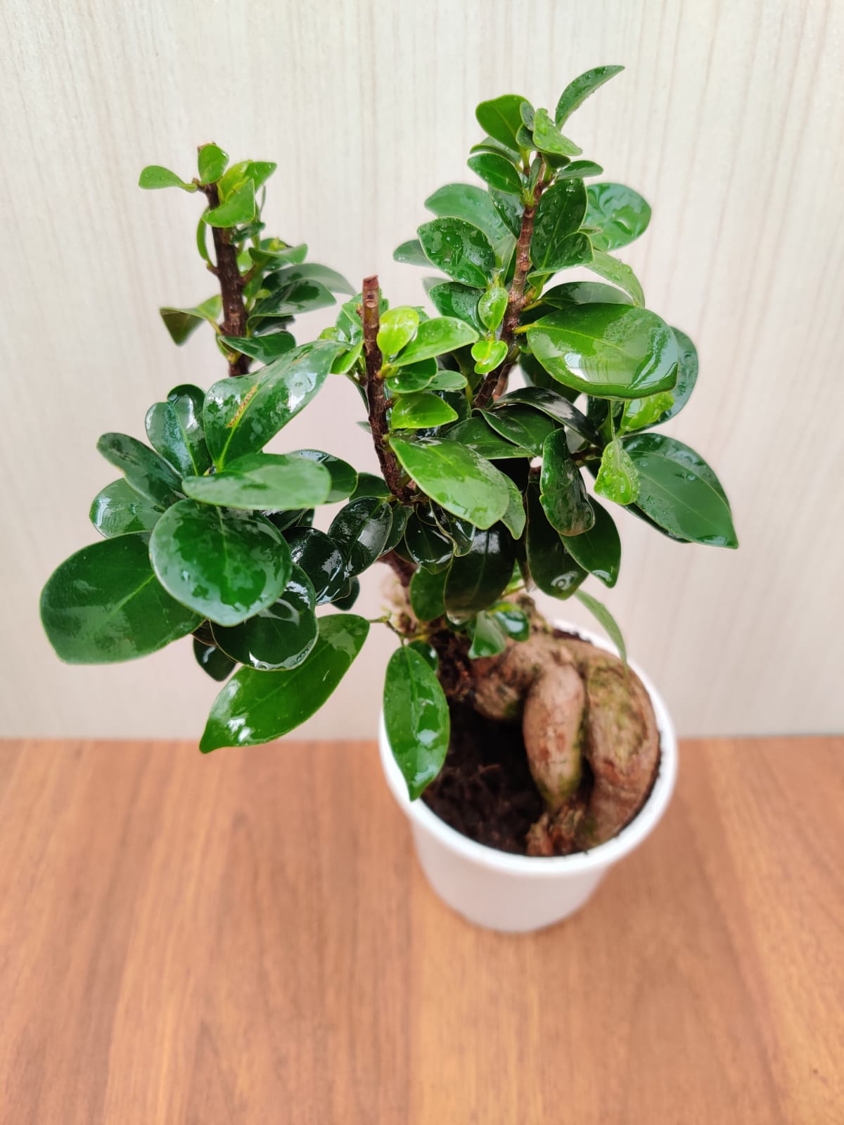 Ficus ginseng microcarpa Bonsai - Vaso 16 cm, h 40 cm 