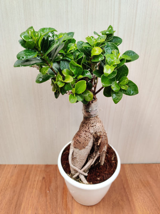 Indoor Bonsai Trees achats avantageux sur