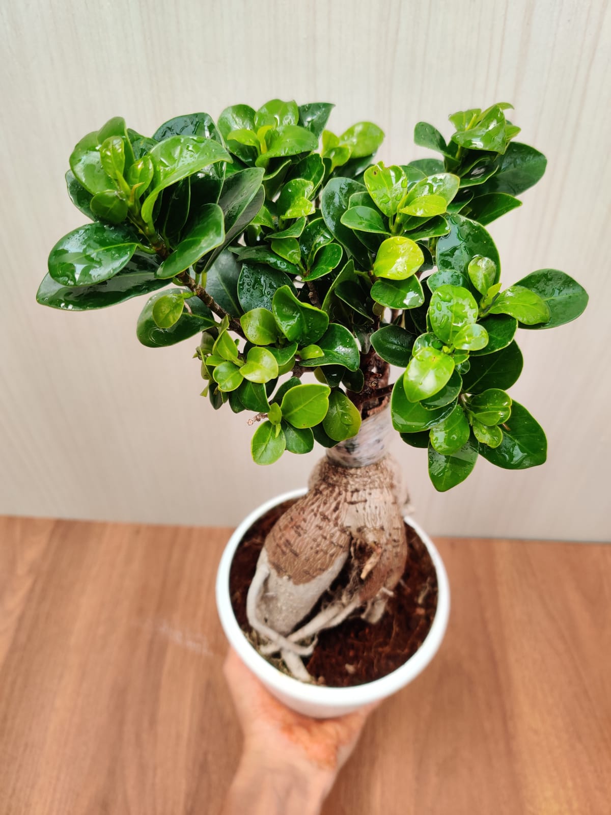 Ficus ginseng microcarpa Bonsai - Vaso 16 cm, h 40 cm 
