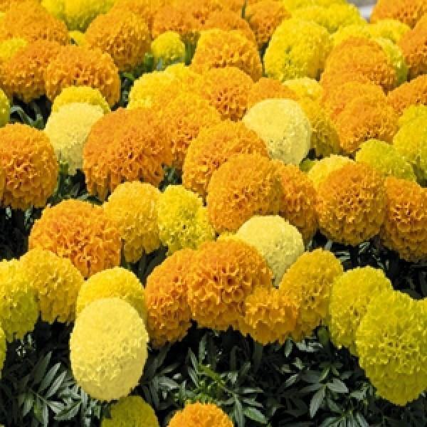 Marigold African Inca Mix Flower Seeds – ChhajedGarden.com