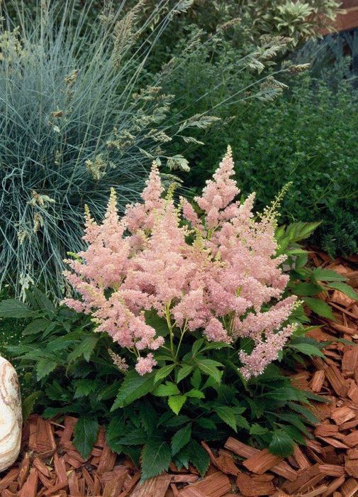 Astilbe Astary Pink Flower Seeds