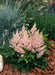 Astilbe Astary Pink Flower Seeds