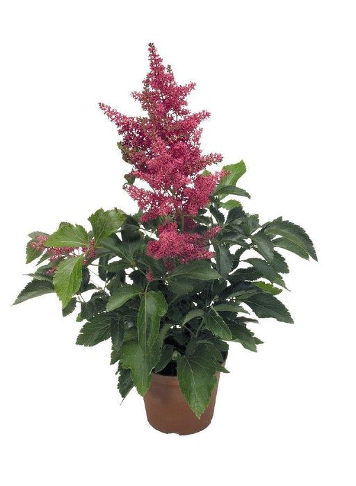 Astilbe Astary Rose Flower Seeds - CGASPL