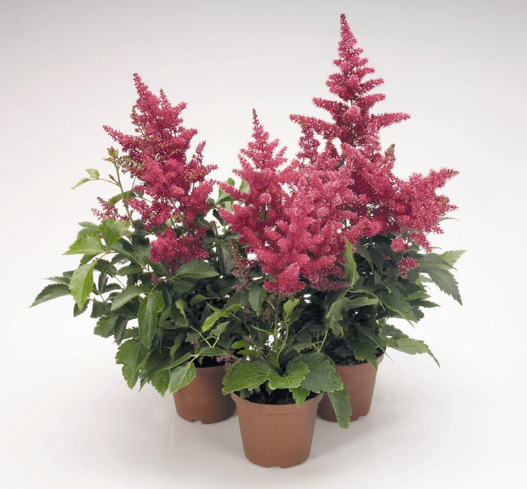 Astilbe Astary Rose Flower Seeds - CGASPL