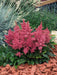 Astilbe Astary Rose Flower Seeds - CGASPL