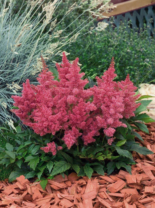 Astilbe Astary Rose Flower Seeds