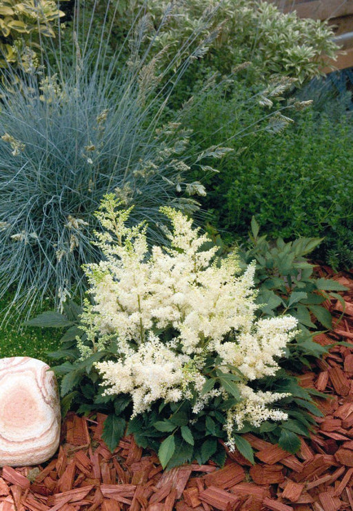 Astilbe Astary White Flower Seeds