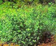 Stylosanthes Scabra(stylo scabra) Seeds Online in India – ChhajedGarden.com